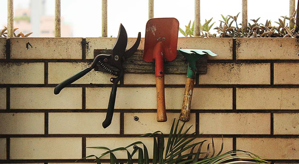 When To Prune Fruit Trees In Melbourne Pruning Fruit Trees